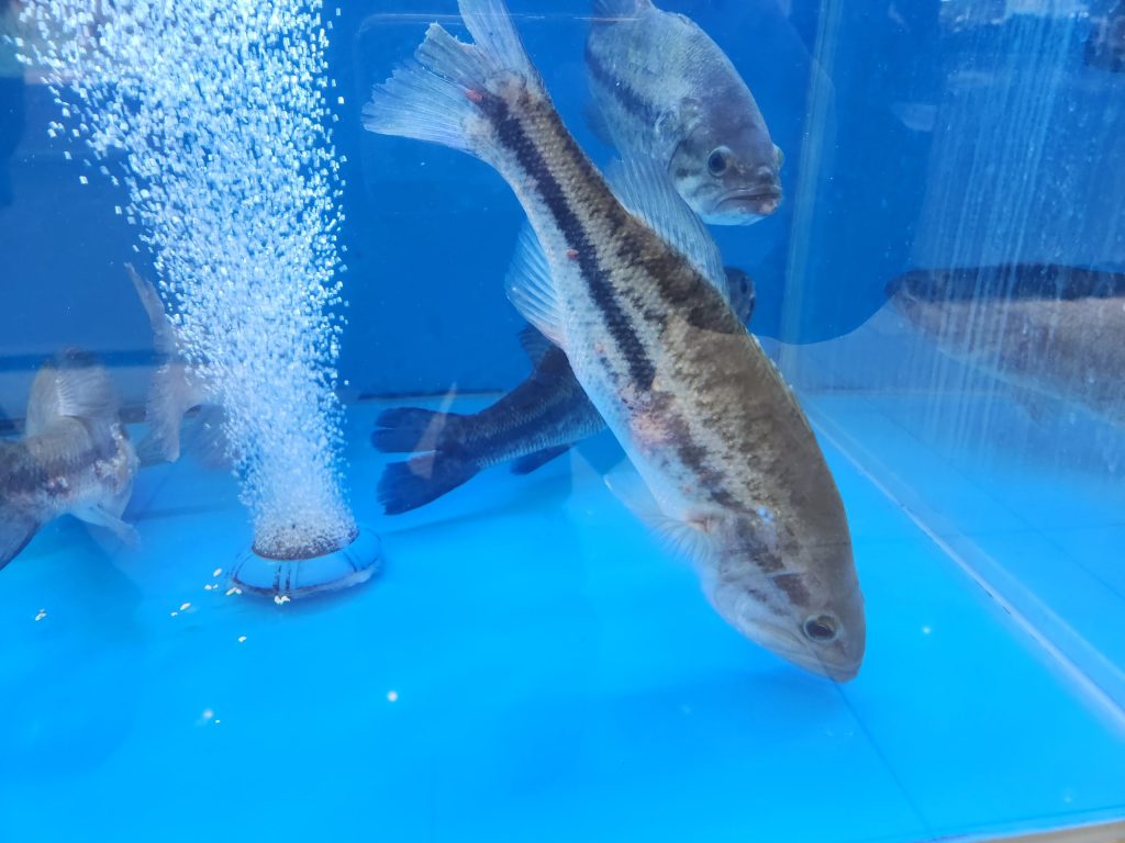 중국은 식용 배스가 수조에 판다