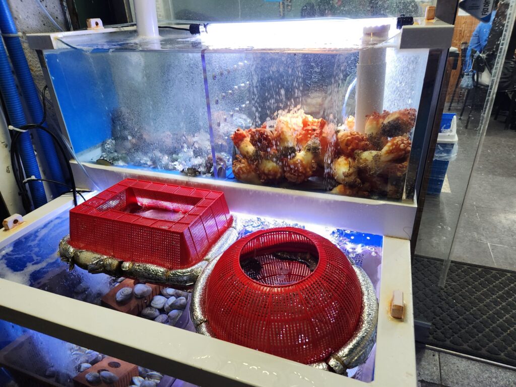 횟집 입구에 놓인 수조 안에 멍게와 각종 해산물이 담겨 있는 모습.