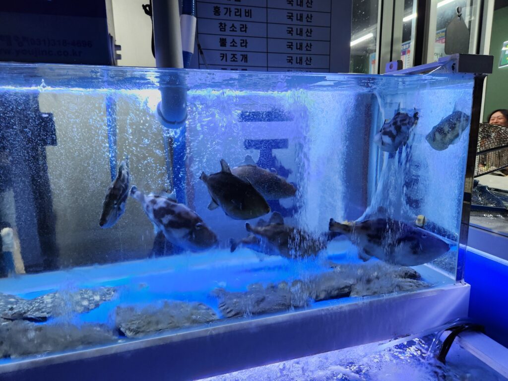 횟집 수조 안에서 물고기들이 헤엄치고 있는 모습.