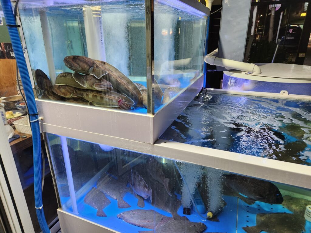 수조 안에 커다란 물고기들이 모여 있는 모습.