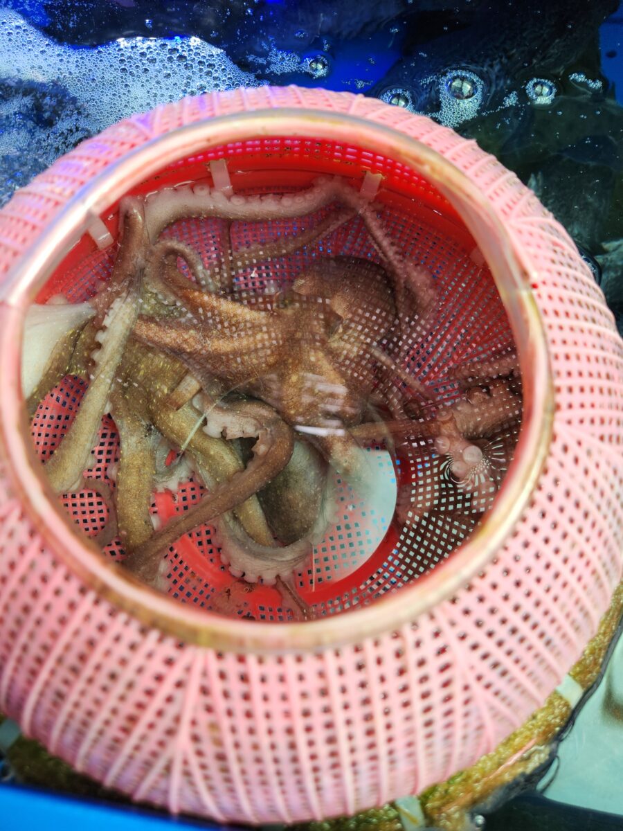 수조 안 빨간통에 들어있는 낙지.
